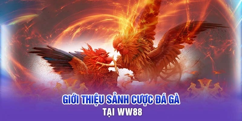 Đá gà WW88 là sảnh game đặc biệt được nhiều người chơi yêu thích